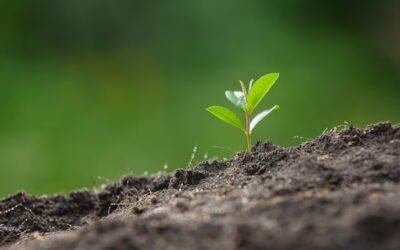 La paciencia del sembrador 